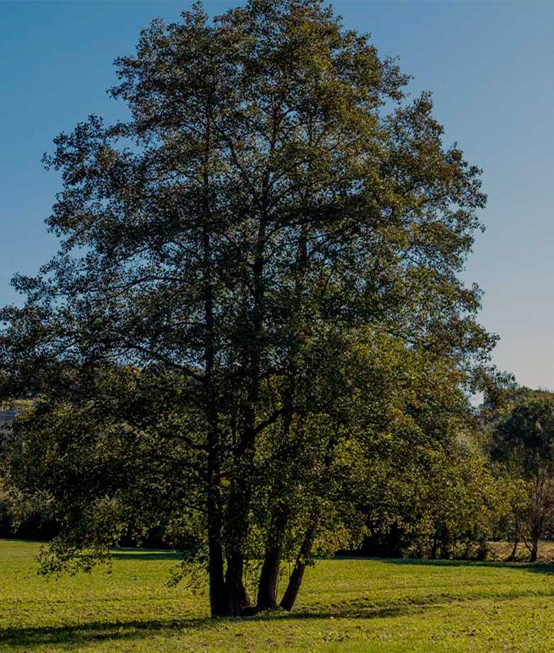 inicio-huella-de-carbono